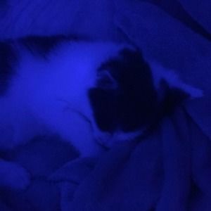 Meet your Posher, Rohnan